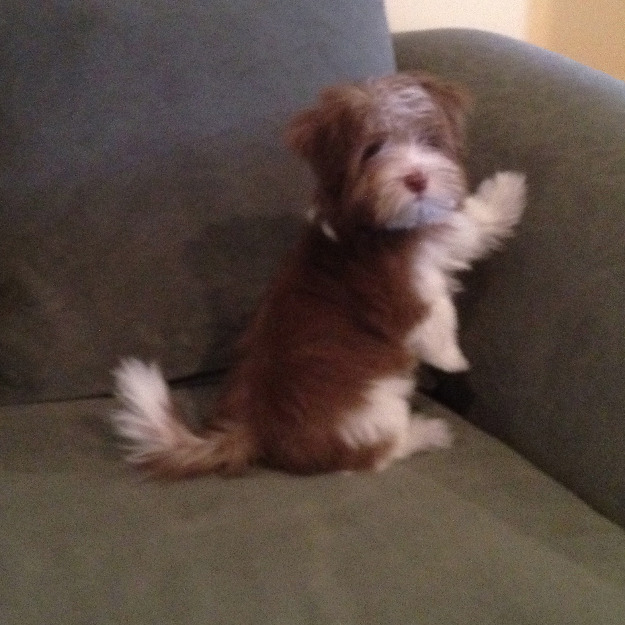NYC Havanese breeder Queens